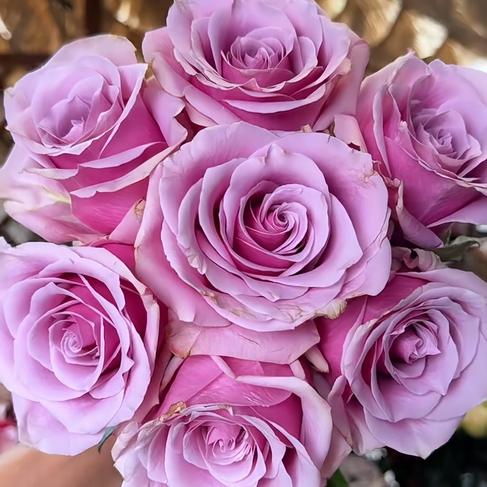 Prime Time Rose