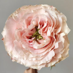 Princess Crown Rose