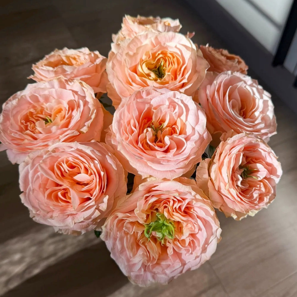 Princess Crown Rose