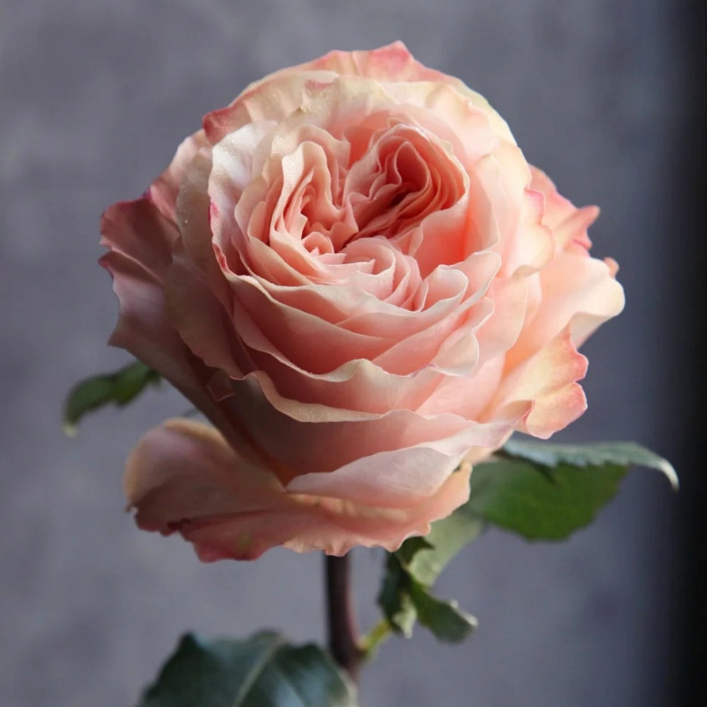 Princess Crown Rose
