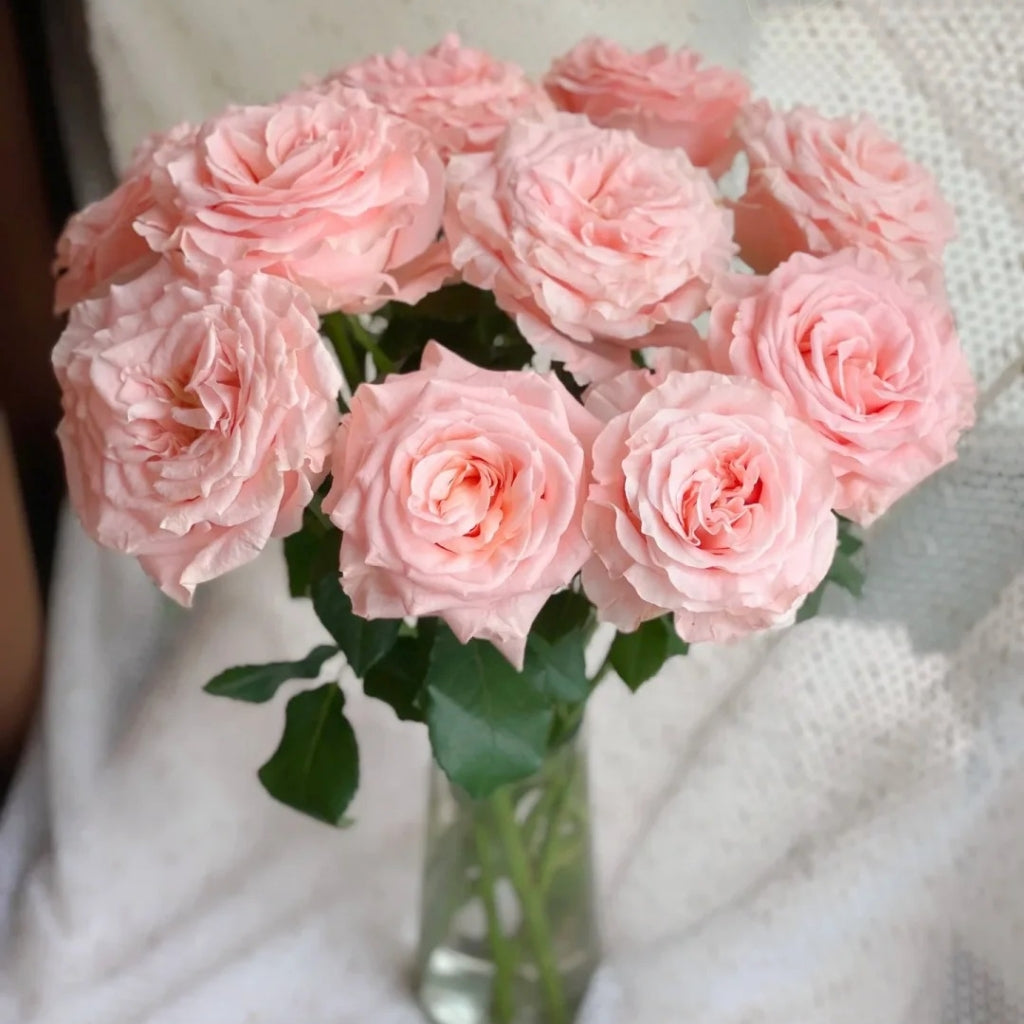 Princess Crown Rose