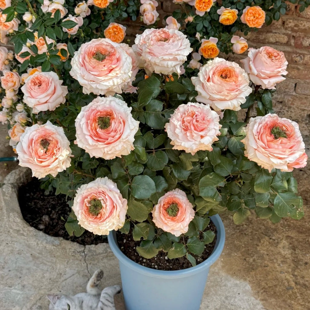 Princess Crown Rose