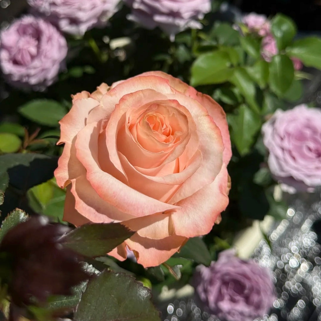 Princess Crown Rose