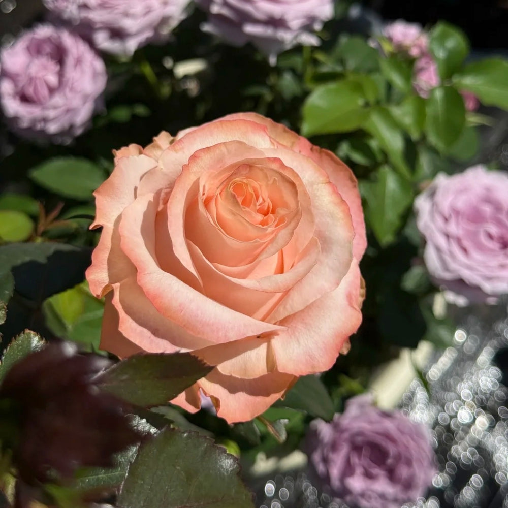 Princess Crown Rose