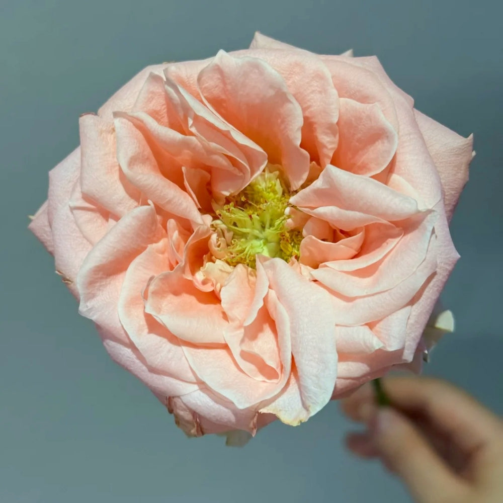 Princess Crown Rose