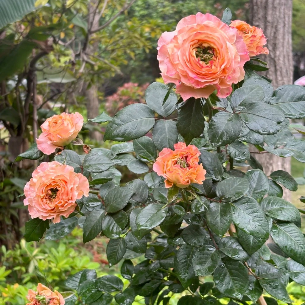 Princess Crown Rose