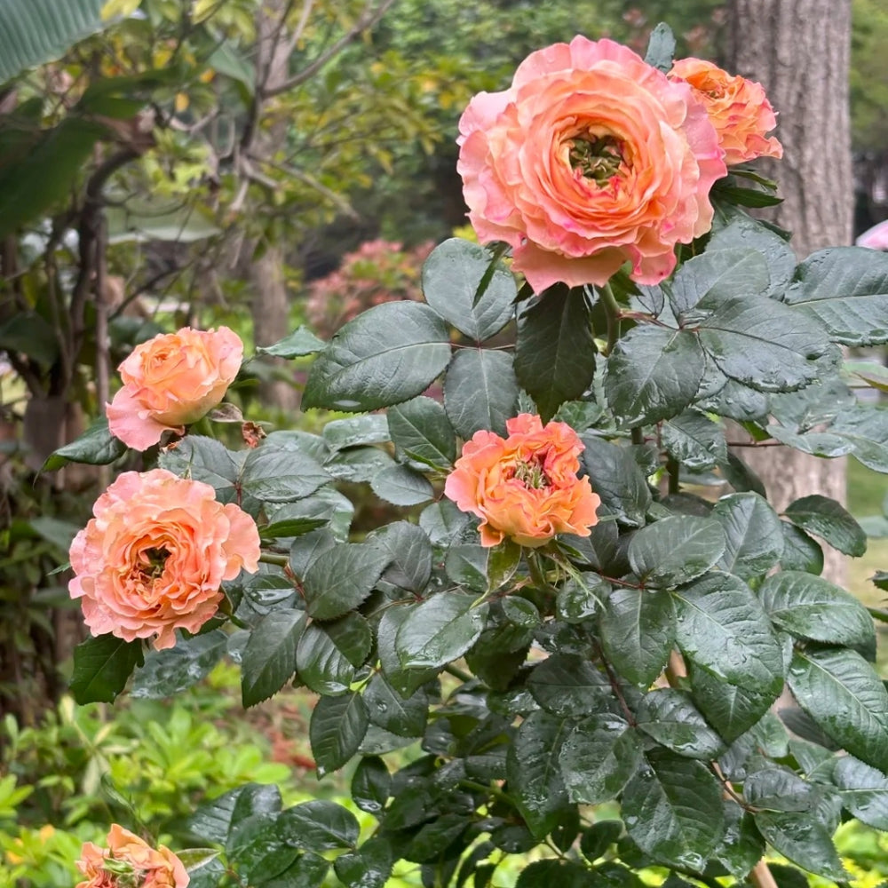 Princess Crown Rose