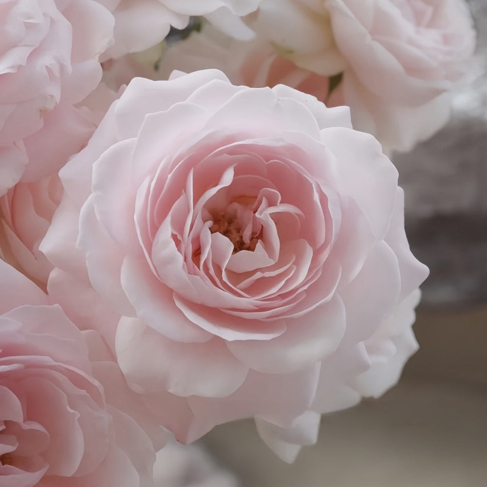 Princess Fairy Kiss Rose