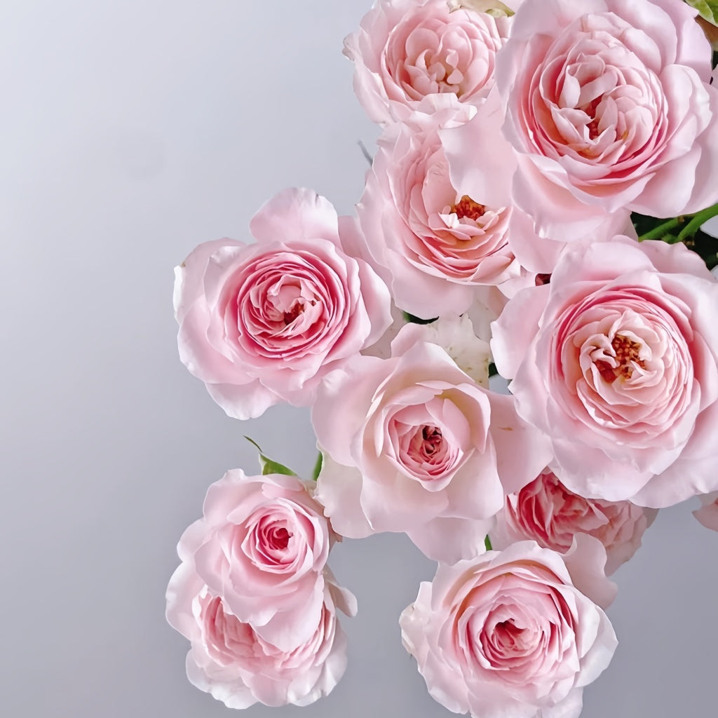 Princess Fairy Kiss Rose