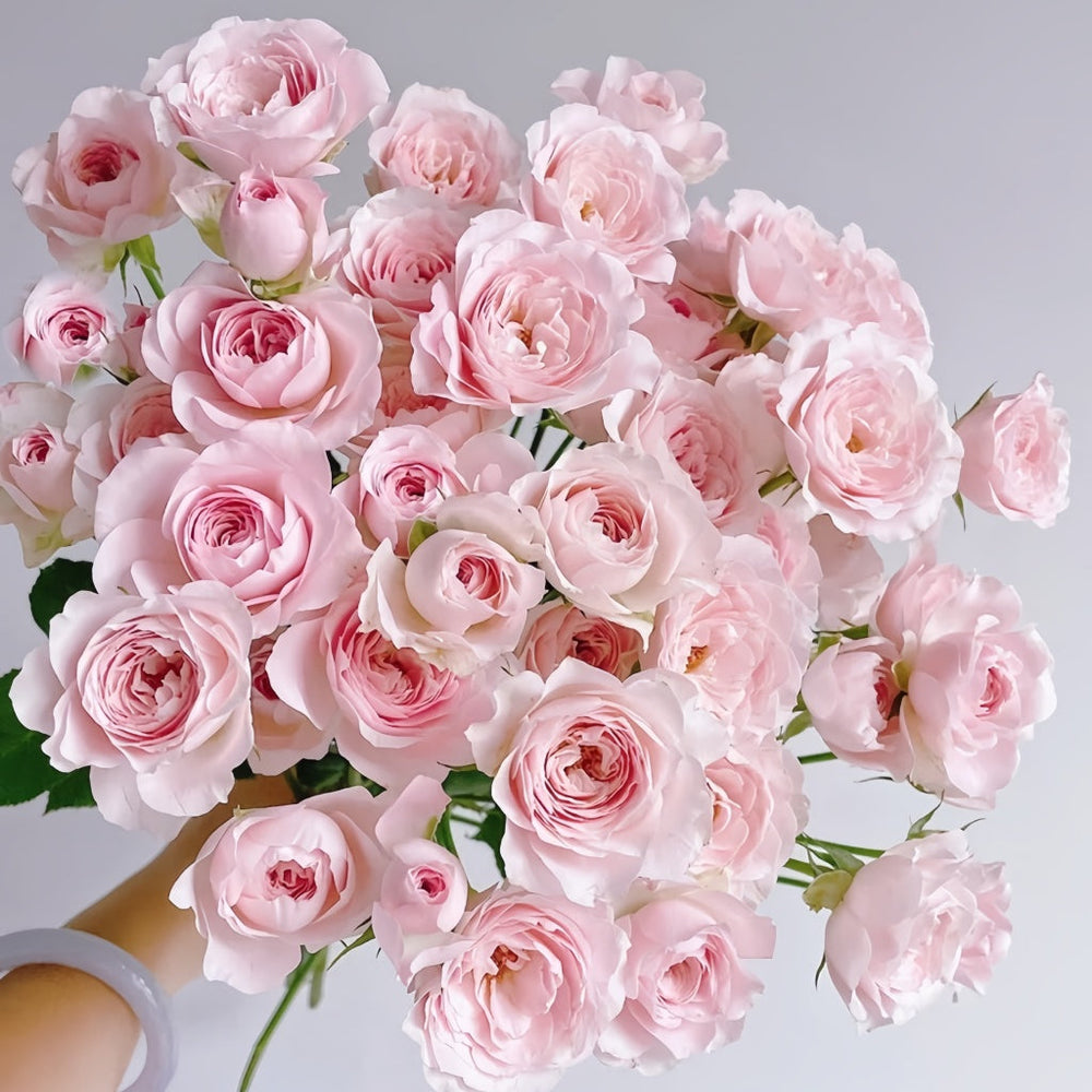 Princess Fairy Kiss Rose