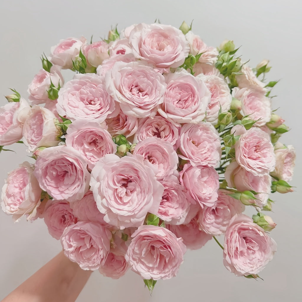Princess Fairy Kiss Rose