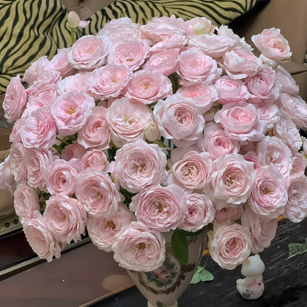 Princess Fairy Kiss Rose