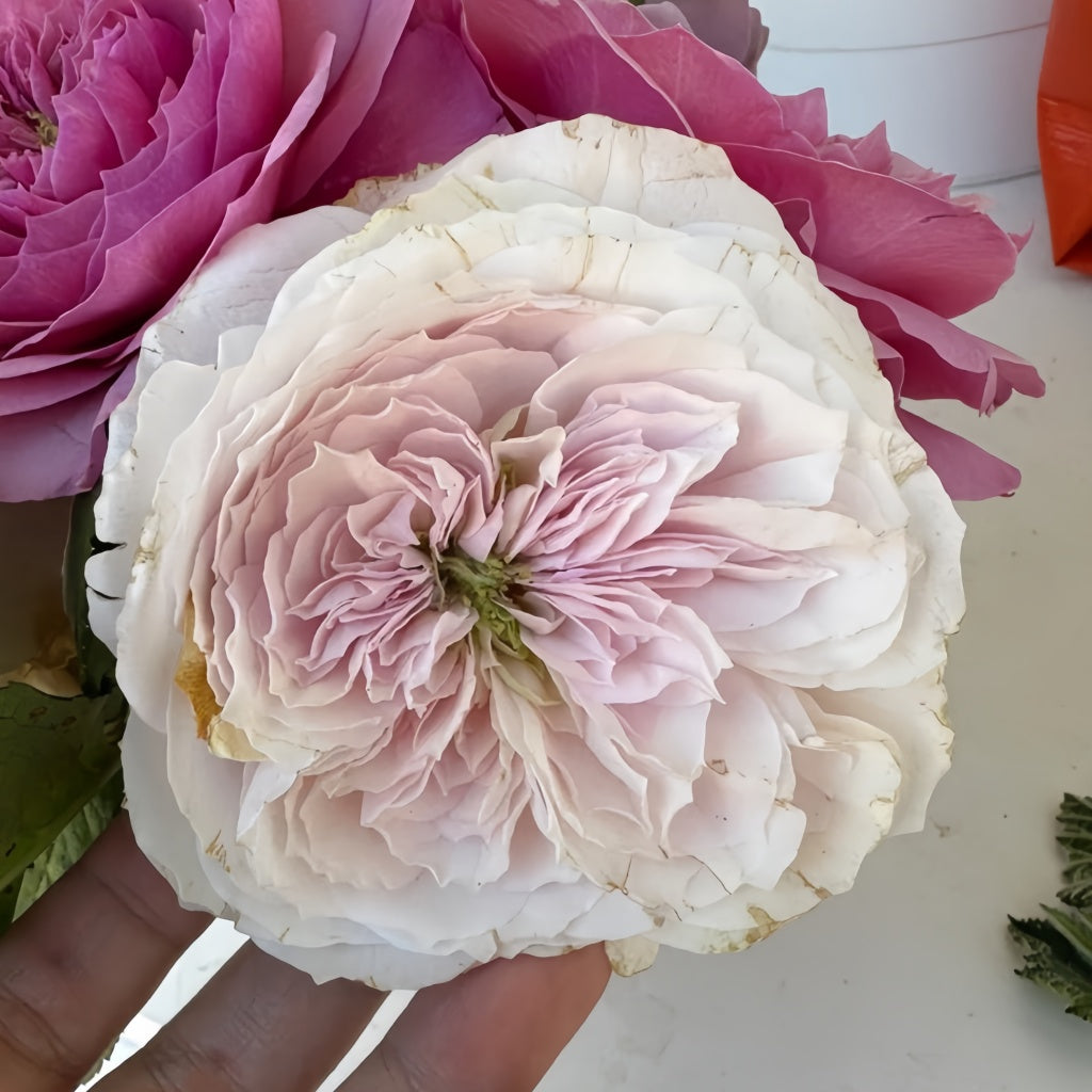 Princess Hoshiko Rose