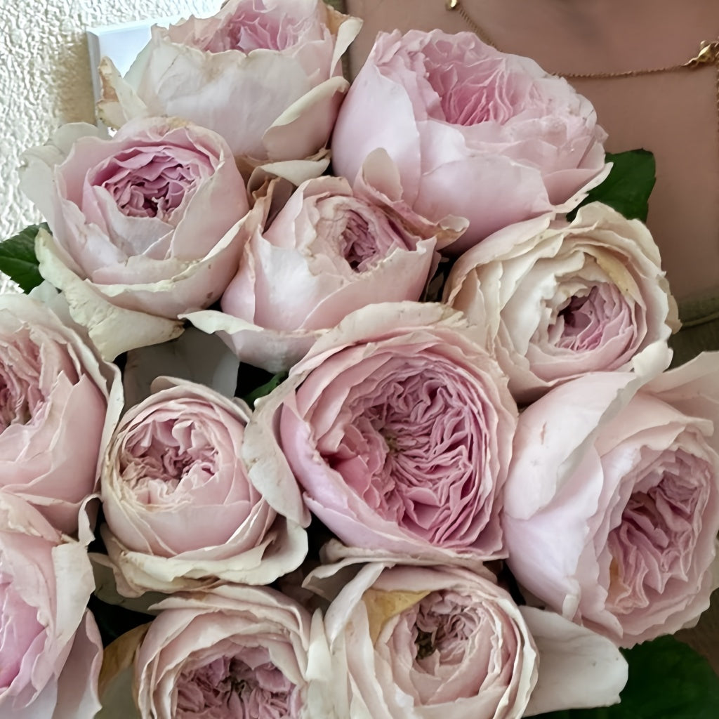 Princess Hoshiko Rose