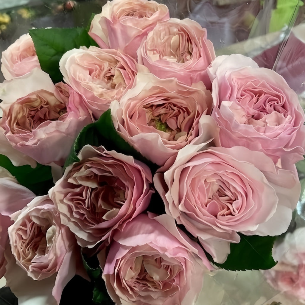 Princess Hoshiko Rose