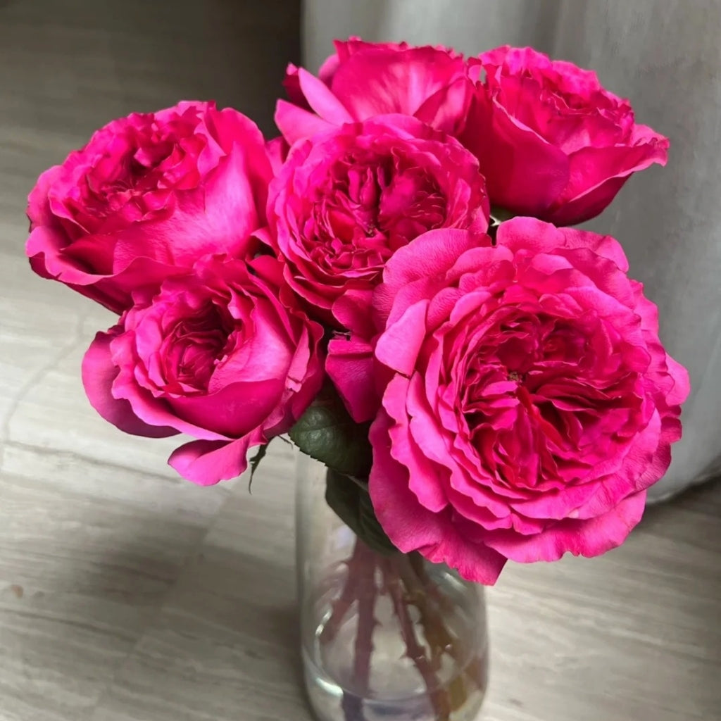 Princess Kishi Rose