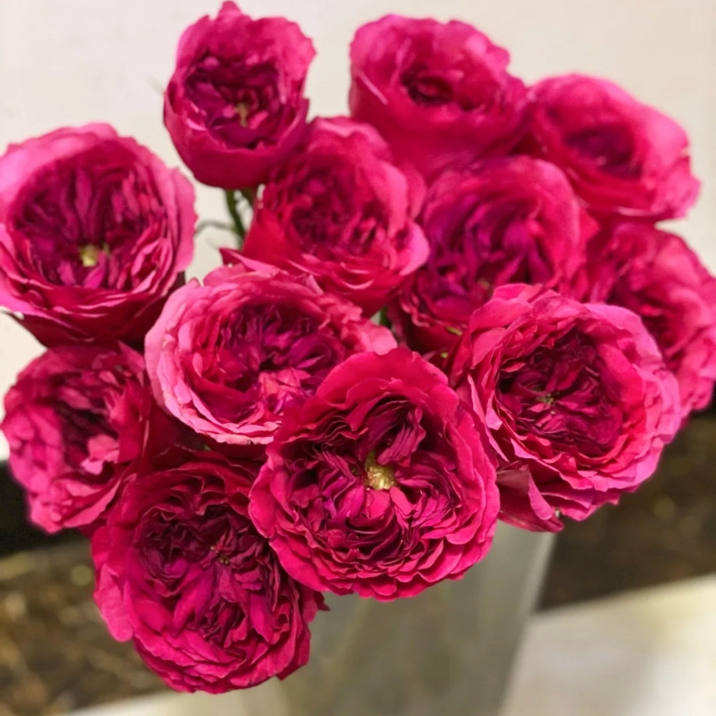 Princess Kishi Rose