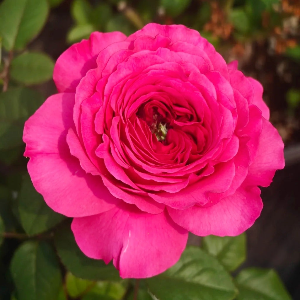 Princess Kishi Rose
