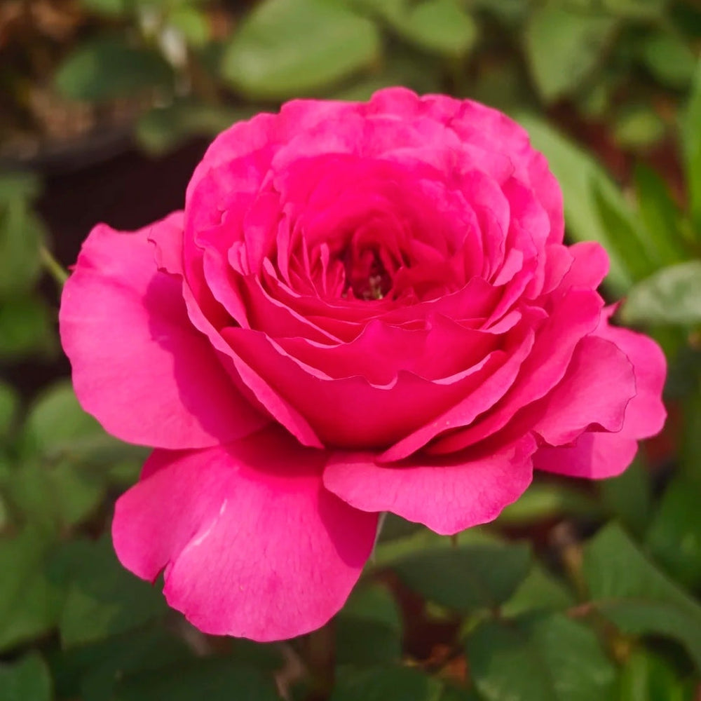 Princess Kishi Rose