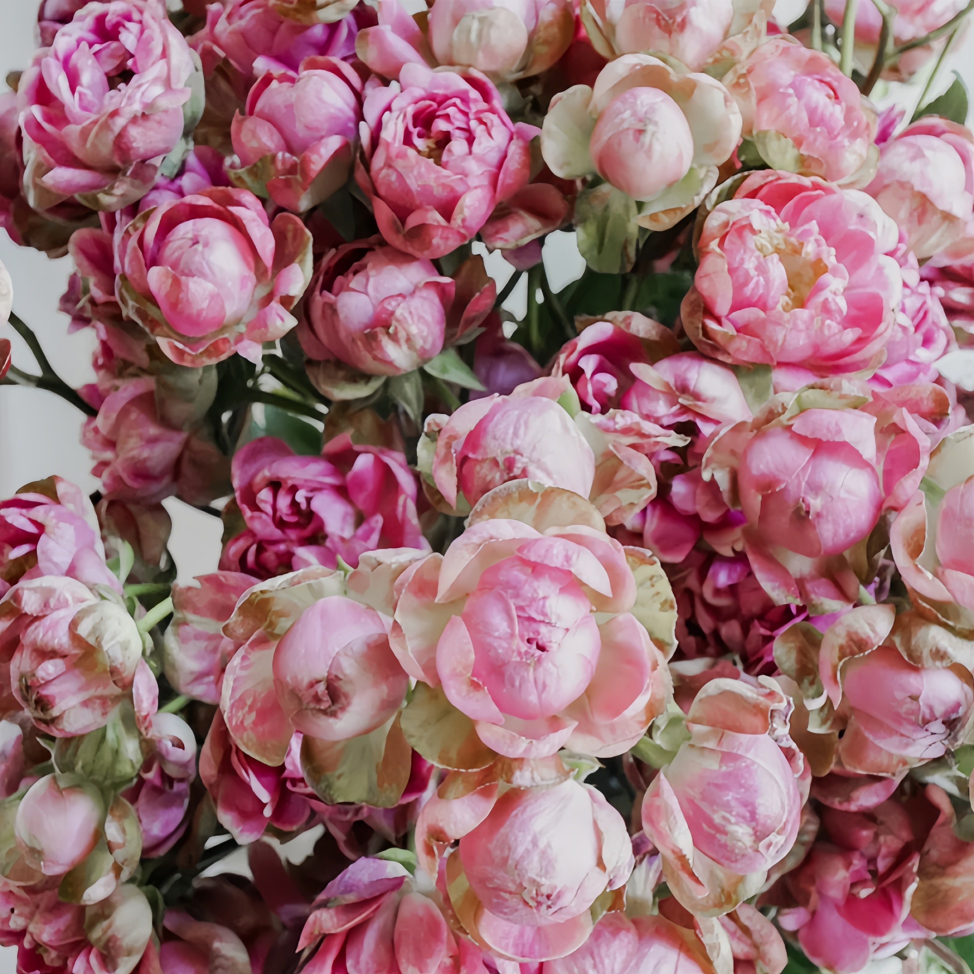Princess Pinku Rose