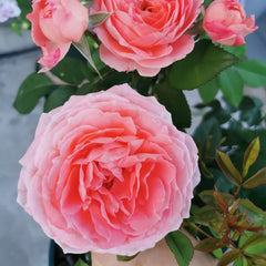 Princess Sakura roses with layered pink petals, garden backdrop