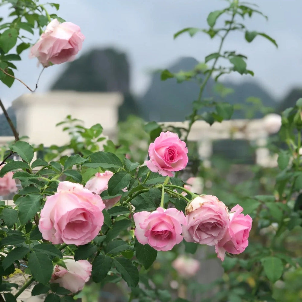 Princess Sakura Rose with soft pink blooms and lush green leaves in garden setting