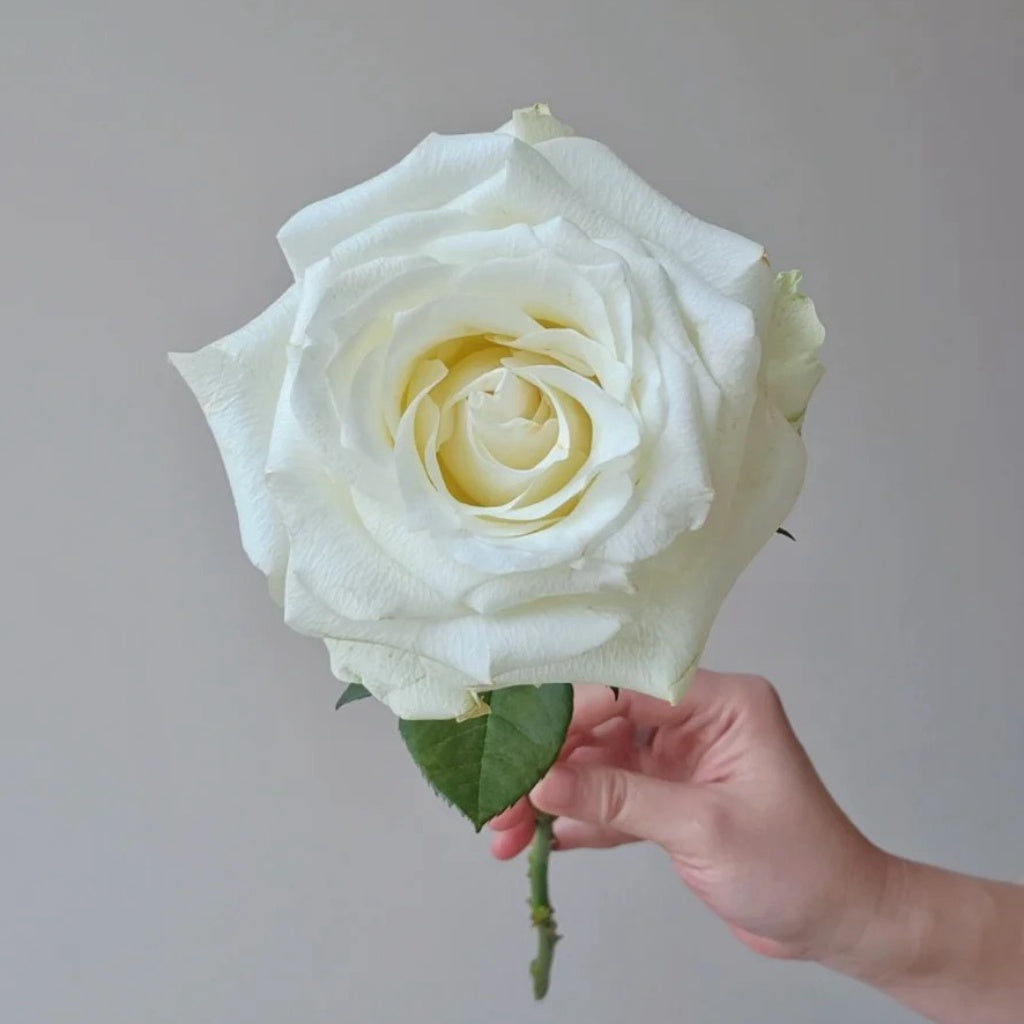 Proud Rose