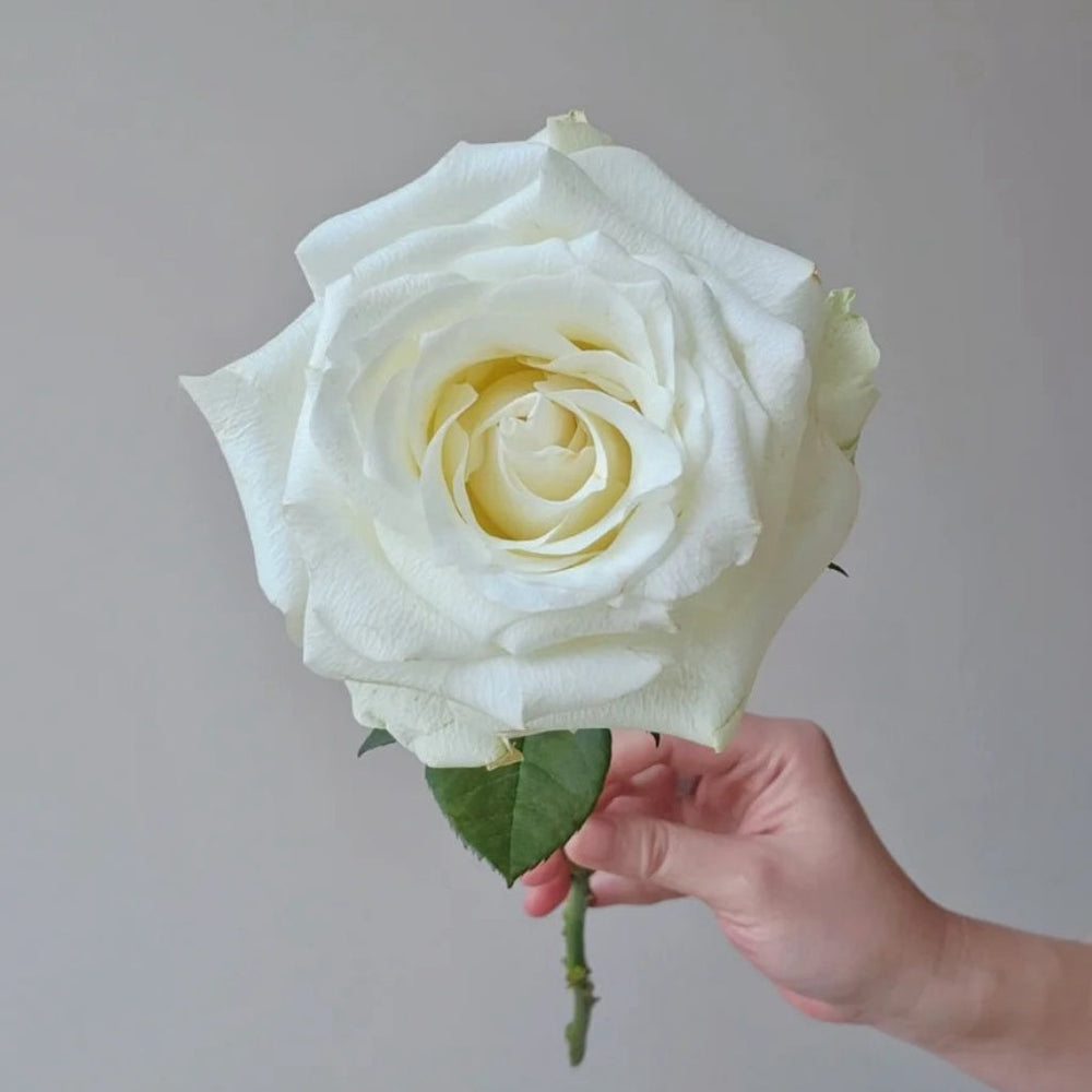 Proud Rose