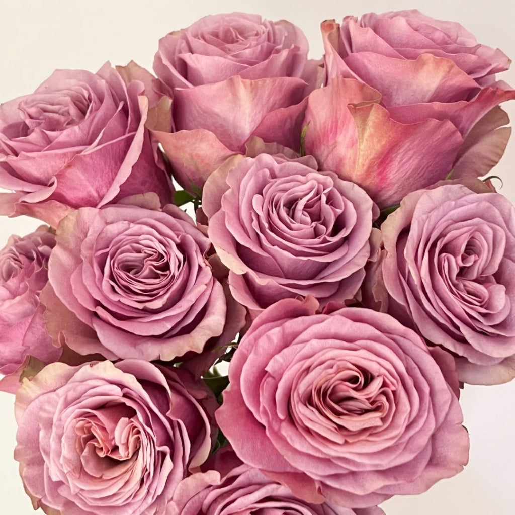 Purple Moon Rose