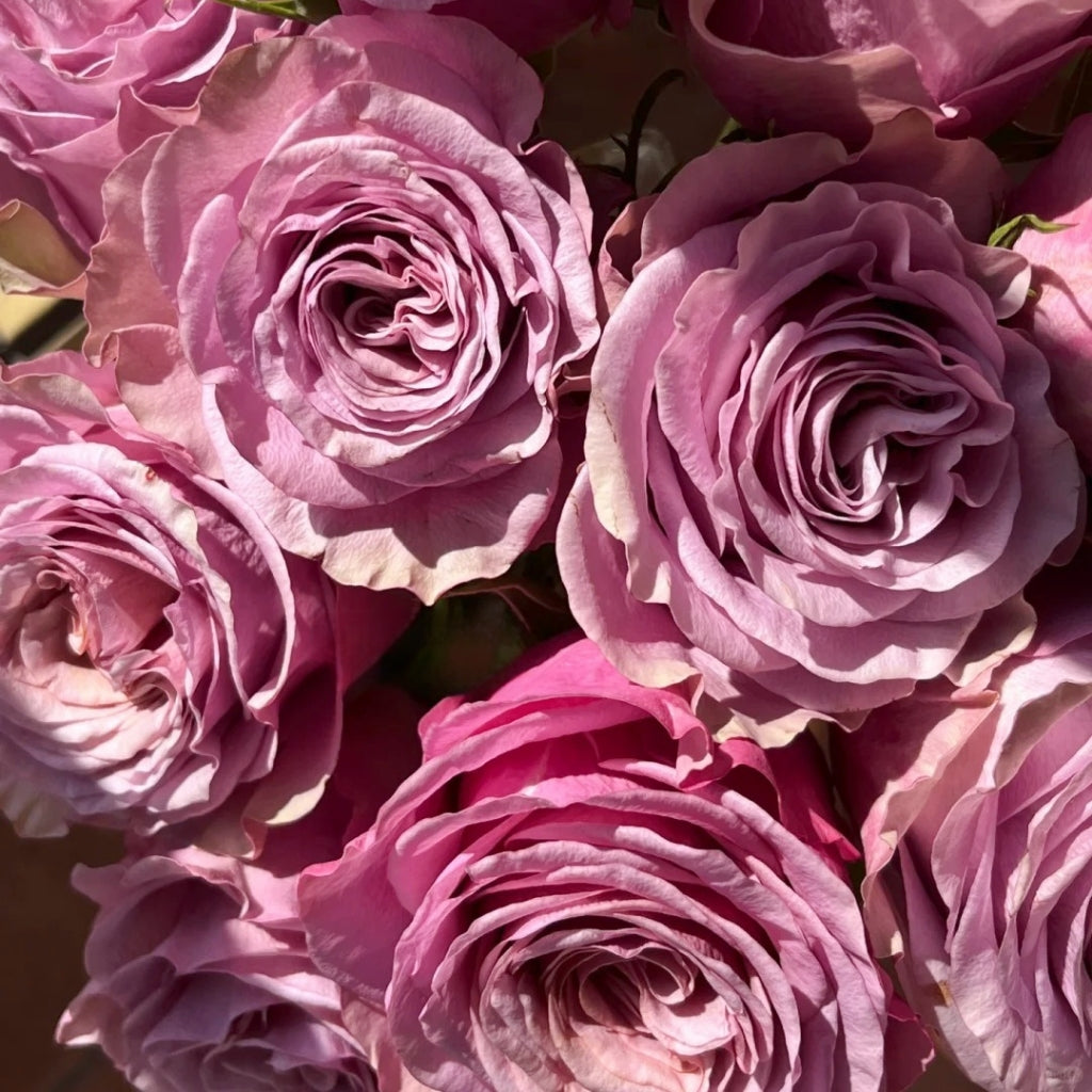 Purple Moon Rose