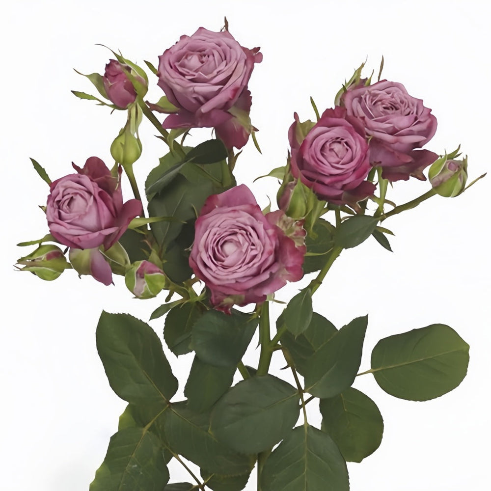 Purple Queen Rose