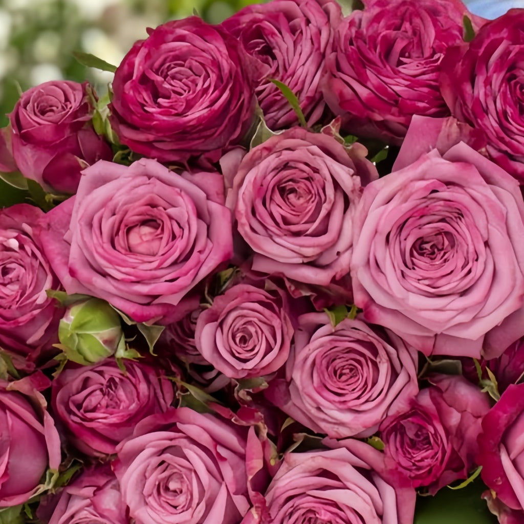 Purple Queen Rose