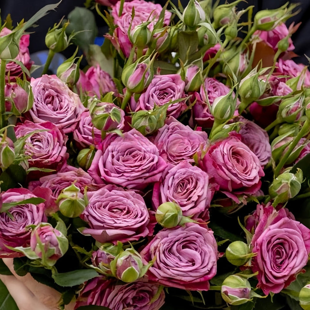 Purple Queen Rose