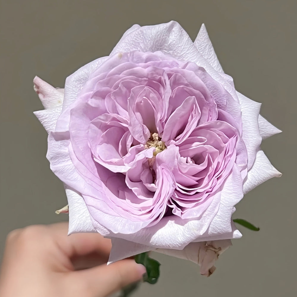 Purple lychee Rose