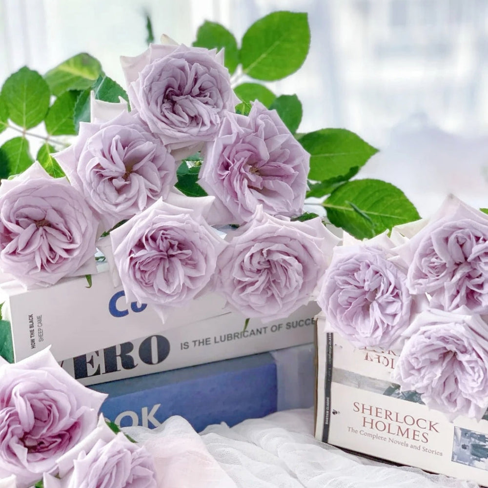 Purple lychee Rose