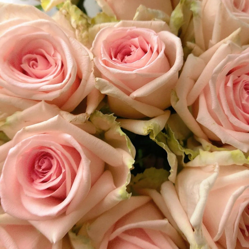 Qiaochu Rose