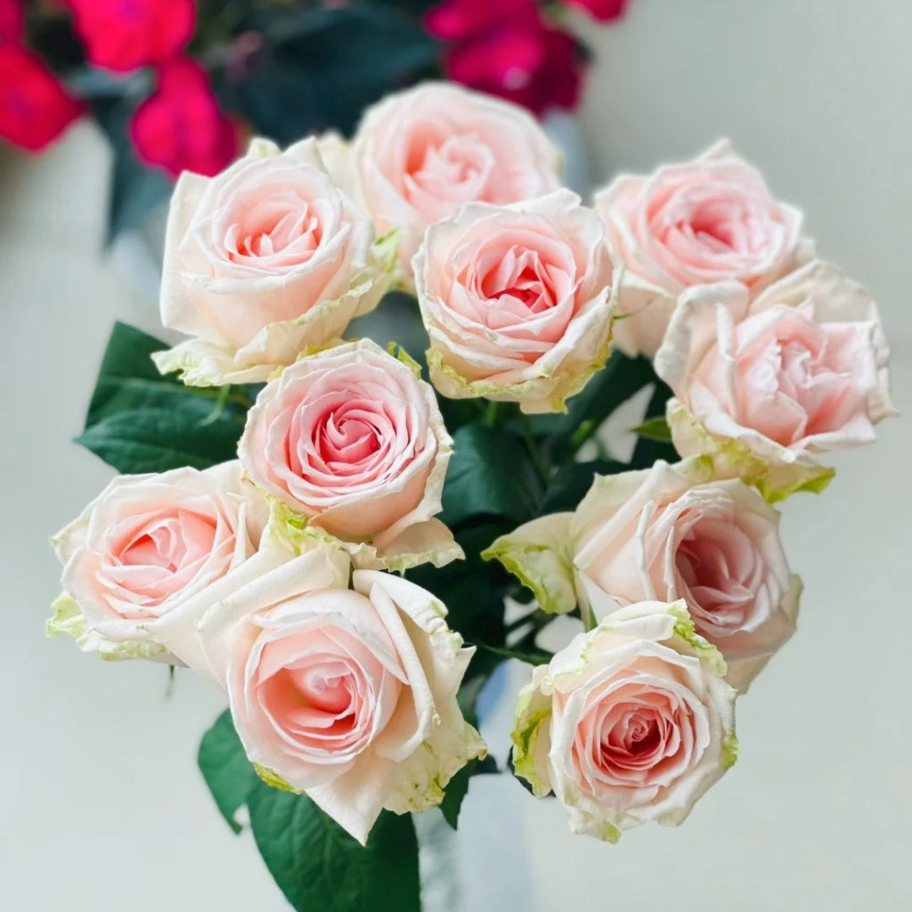 Qiaochu Rose