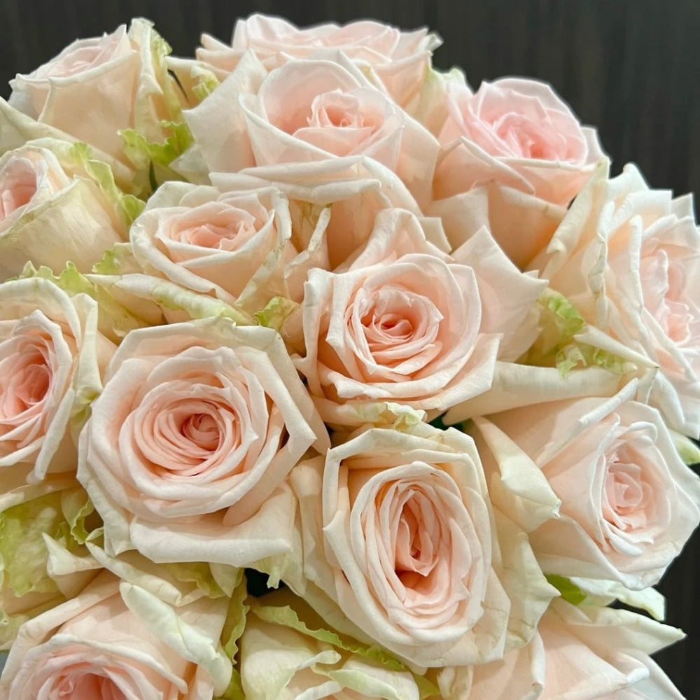 Qiaochu Rose