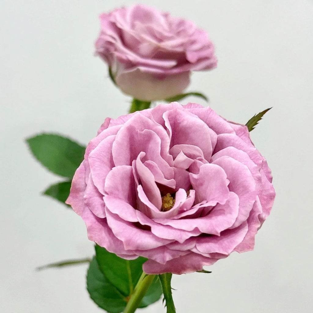 Qiuzi Rose