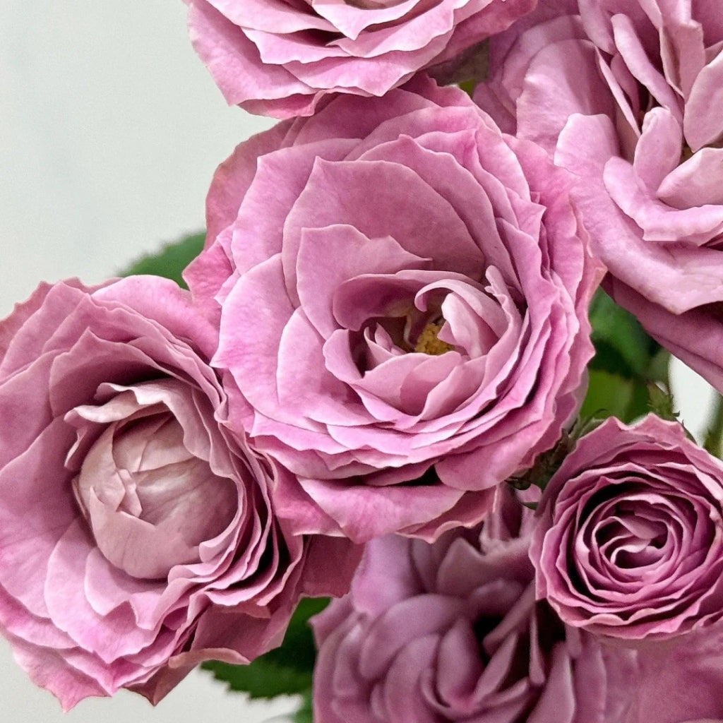 Qiuzi Rose