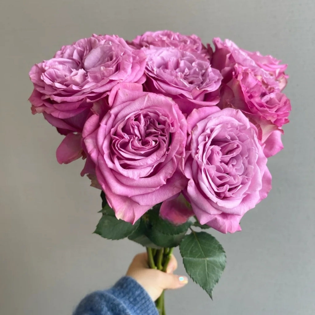 Queen's Crown Rose