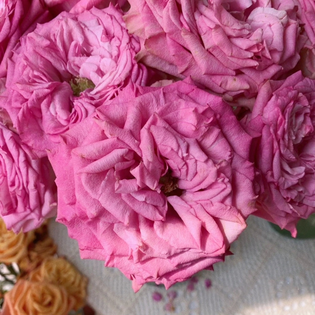 Queen's Crown Rose