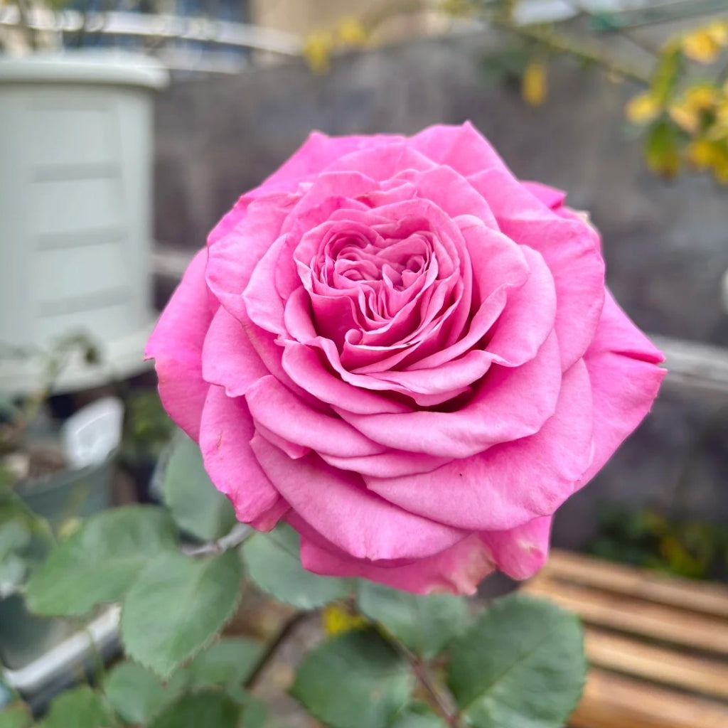 Queen's Crown Rose