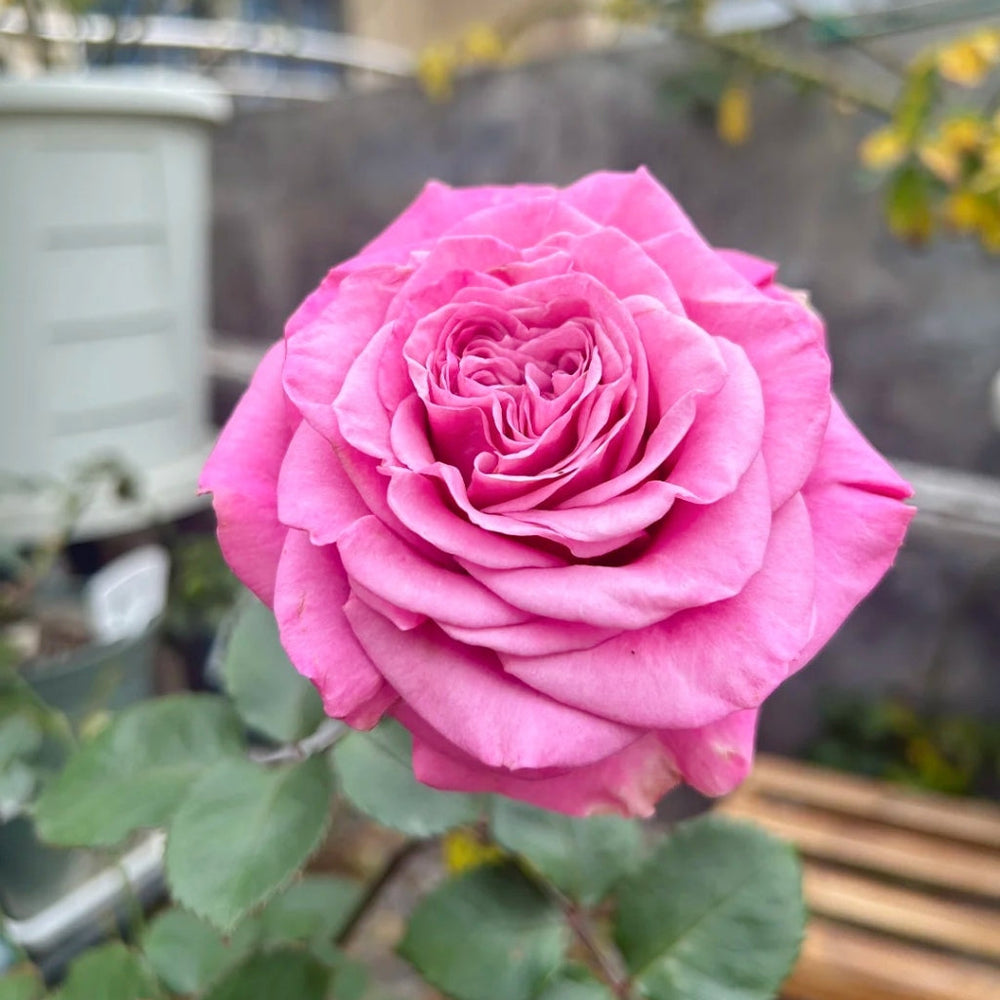 Queen's Crown Rose