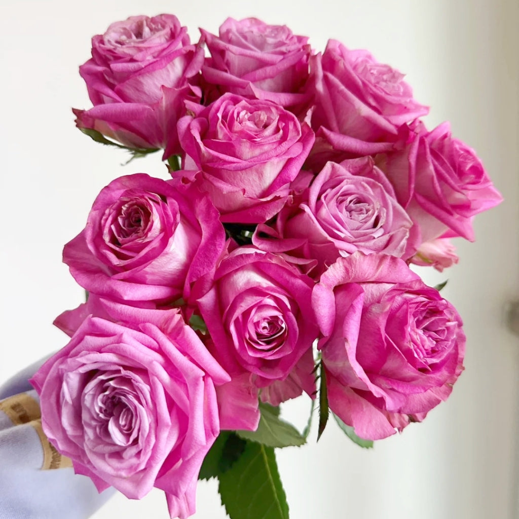 Queen's Crown Rose