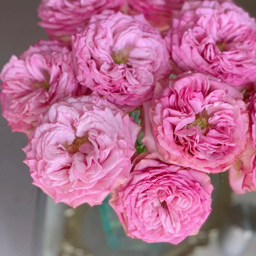 Queen's Crown Rose