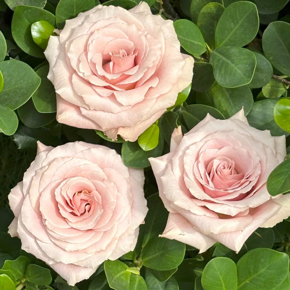 Quicksand Roses with beige-pink champagne petals, long vase life, ideal for weddings and luxury floral arrangements.