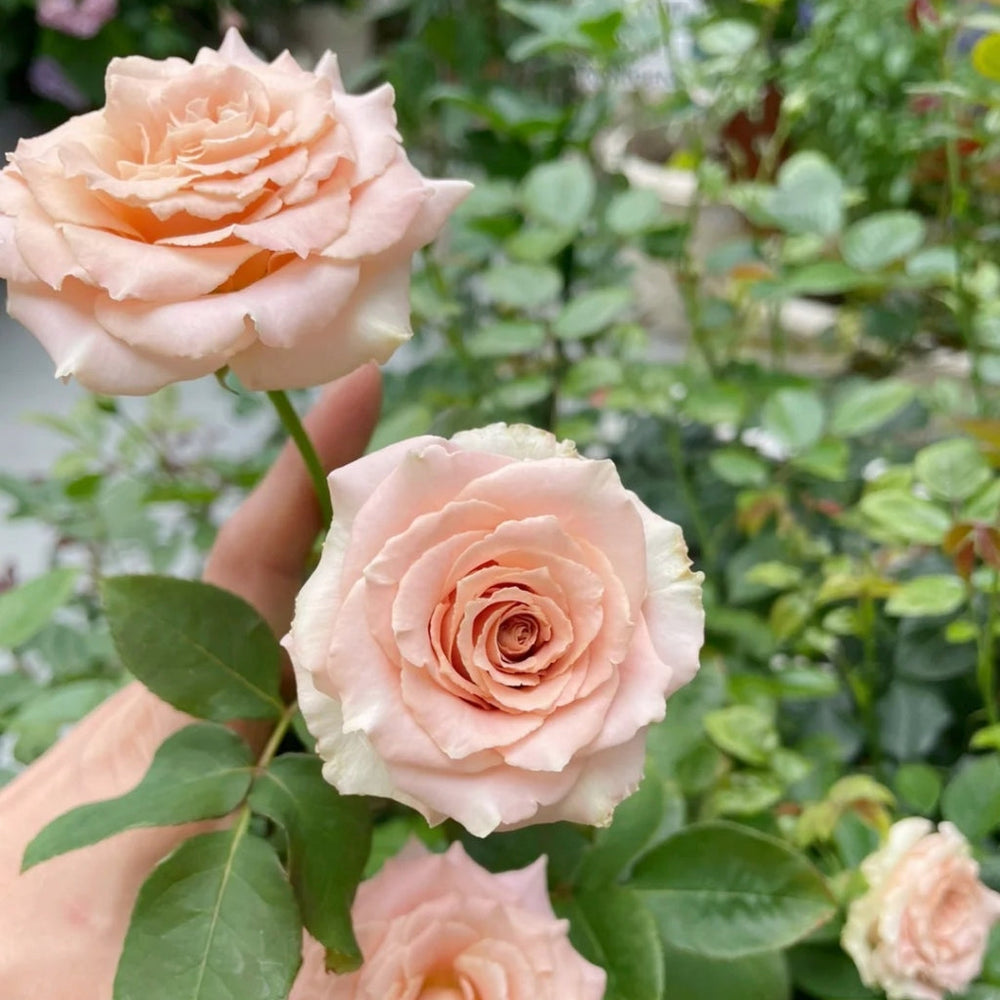 Quicksand Roses with beige-pink champagne petals, long vase life, ideal for weddings and luxury floral arrangements.