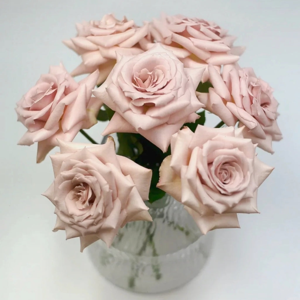 Quicksand Roses with beige-pink champagne petals, long vase life, ideal for weddings and luxury floral arrangements.