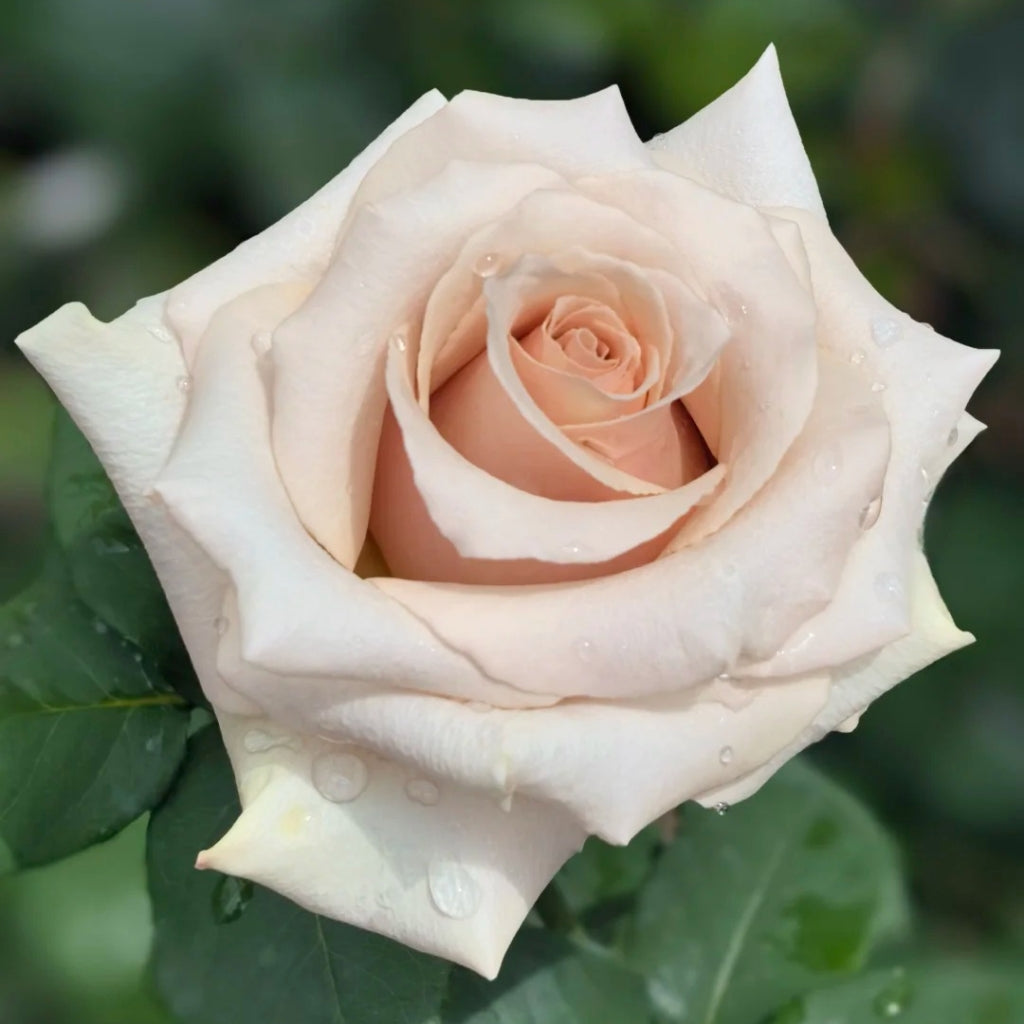 Quicksand Roses with beige-pink champagne petals, long vase life, ideal for weddings and luxury floral arrangements.